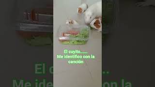 el cuyito es un amor#parati #pets #amor #mascotas #cute #animals