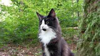 Norwegian Forest Cat: A calm stroll uphill with Odin