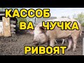 МУСУЛМОН ҚАССОБ ВА ЧЎЧҚА РИВОЯТ