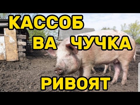 Видео: МУСУЛМОН ҚАССОБ ВА ЧЎЧҚА РИВОЯТ (Лутфулла Саъдуллаев)