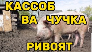 МУСУЛМОН ҚАССОБ ВА ЧЎЧҚА РИВОЯТ (Лутфулла Саъдуллаев)