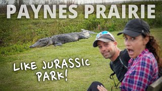 Alligator Adventures:  Exploring Paynes Prairie Preserve State Park | Florida