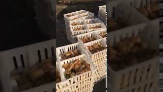Poultry plastic transportation coops crates for chicks ducklings goslings
