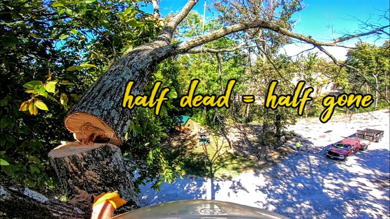 Dangerous Move, Cutting This Elm Tree in Half! - YouTube