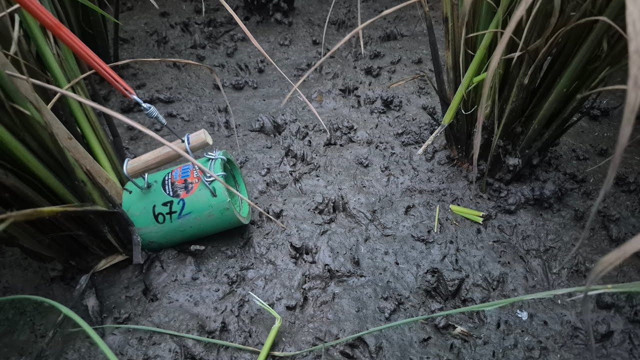 ดักหนูหมายทางด่วน 