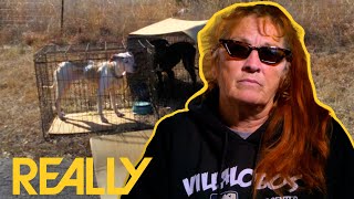 Tia Is Shocked By Malnourished  Pitbulls Left On The Roadside | Pit Bulls & Parolees