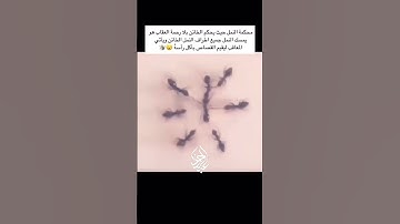 #القارئ_عبدالرحمن_احمد 🥺❤ #اكسبلور #المصحف #تلاوات_خاشعة