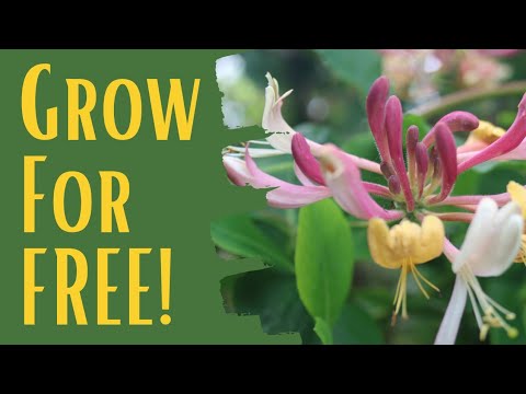 Video: Growing honeysuckle. Every gardener can propagate this shrub