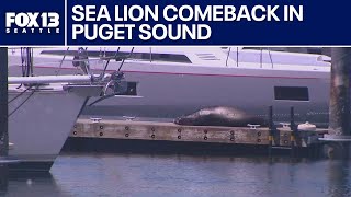 Barking Comeback Sea Lions Reflect Resilience Of Puget Sound Ecosystem Fox 13 Seattle