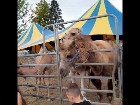 Lyons Cub feeding the camels at Circus Florida
