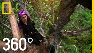 Climb to the top biggest trees on earth with national geographic vr.
deep inside sequoia & kings canyon parks a team of scientists are
studying ...