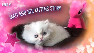 Mati and her  kittens. Story 21^:^ by Zen Tavra 61,923 views 4 years ago 2 minutes, 37 seconds