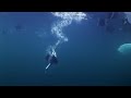 Ducks Diving for Mussels | Planet Earth | BBC Earth