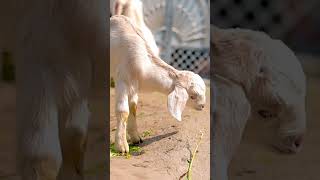 Turkey Farming vs Goat Farming vs Rabbit Farming vs Layers #turkeyfarming