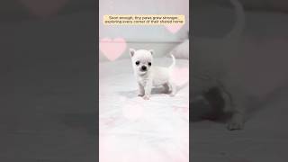 This Man Rescued A Newborn Puppy Abandoned On The Street And Then