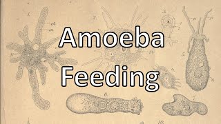 Amoeba feeding Update