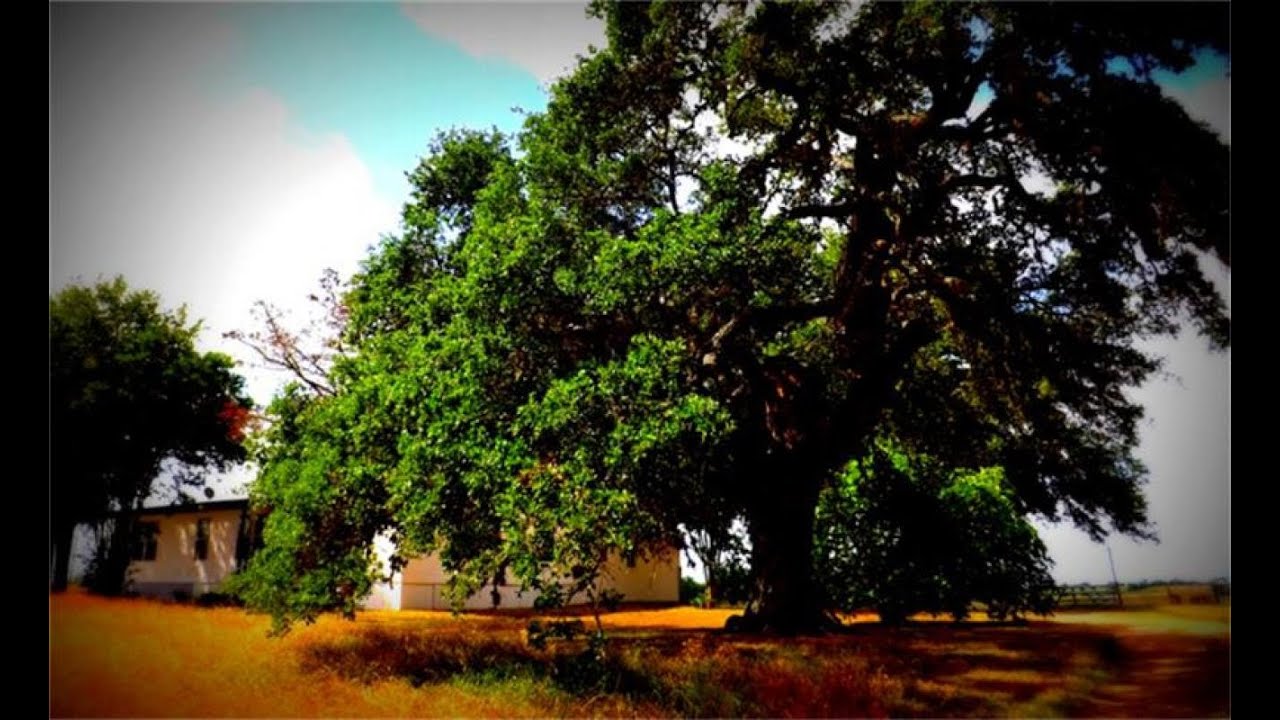 Lots And Land for sale 1019 Navasota Rd, Burton, TX 77835 YouTube