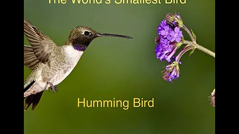 The World's Smallest Bird(Humming Bird)