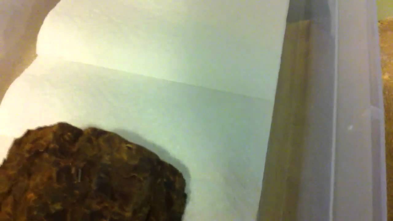 video phone beyonce mp3 New Update on Ball python cages