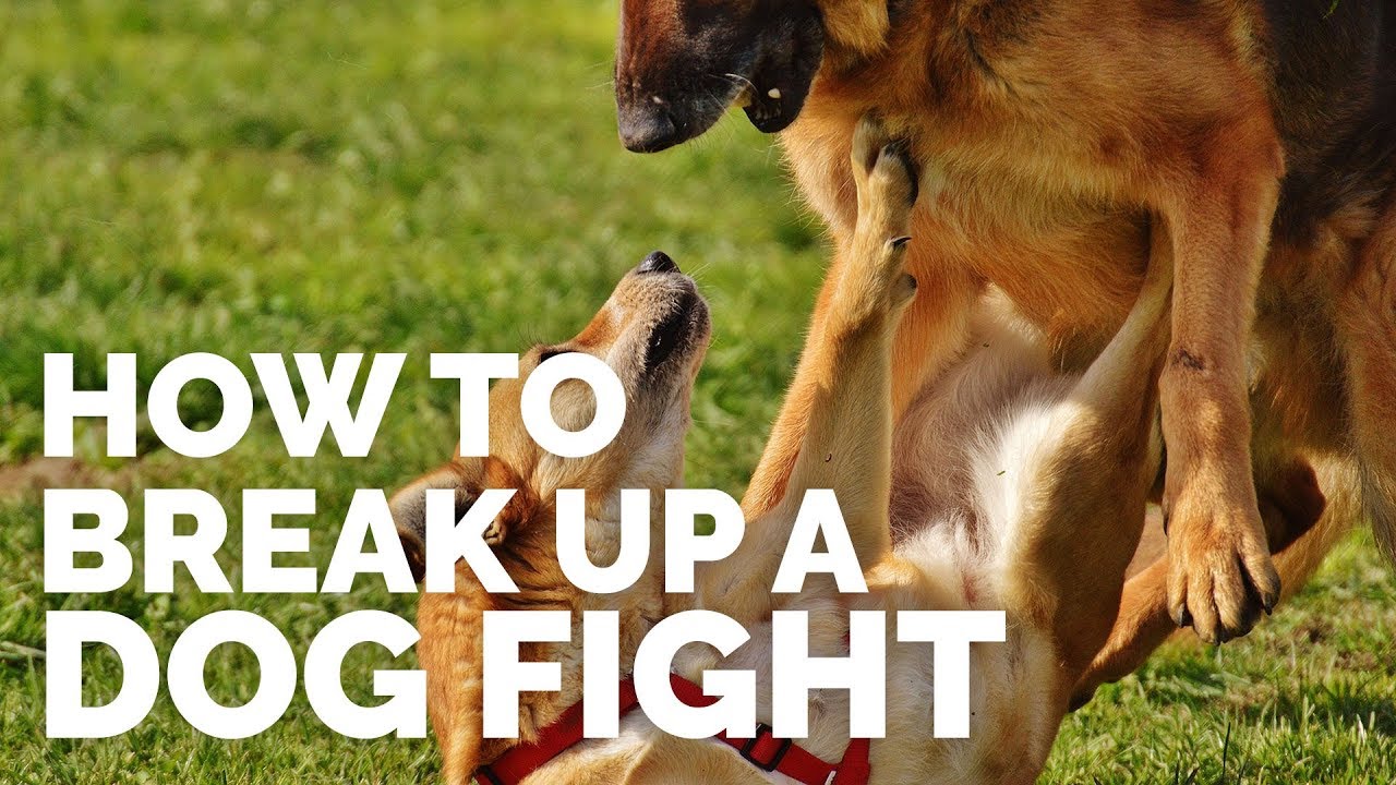 How To Break Up A Dog Fight - Youtube