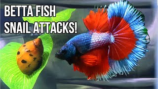 Best Snails for Betta Fish Tank | Snail Attacks And Prevention