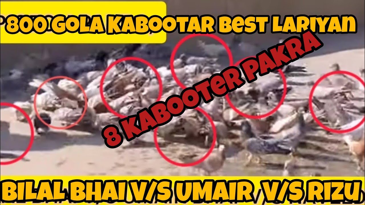 8 Kabootar pakra | BILAL BHAI V/S UMAIR  V/S Rizu BHAI 800 | Gola Kabootar Lariyan 2021 |gola pigeon