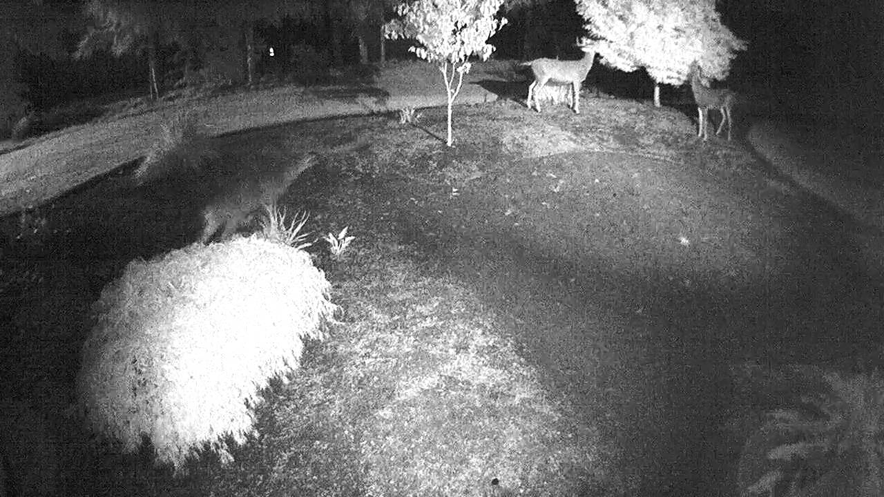 ACTi ACM-1231 Night Time sample 2 - YouTube