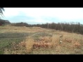 Ru and al training...bird dog training Ru and al training...bird dog training