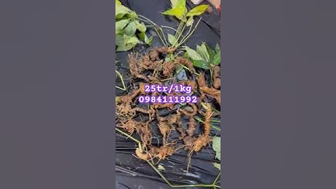 Lô sâm rừng ngon #sâm_ngọc_linh #sâm_ngọc_linh_rừng #sâm_lai_châu_rừng