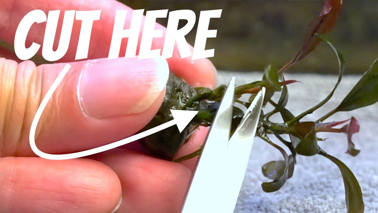 How To EASILY Propagate Bucephalandra Kedagang Update - YouTube