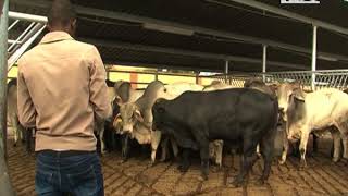 Meatco embarks on a turnaround strategy to deal with economic crisis-NBC screenshot 4