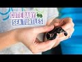 Cleaning BABY SEA TURTLES! in the MALDIVES