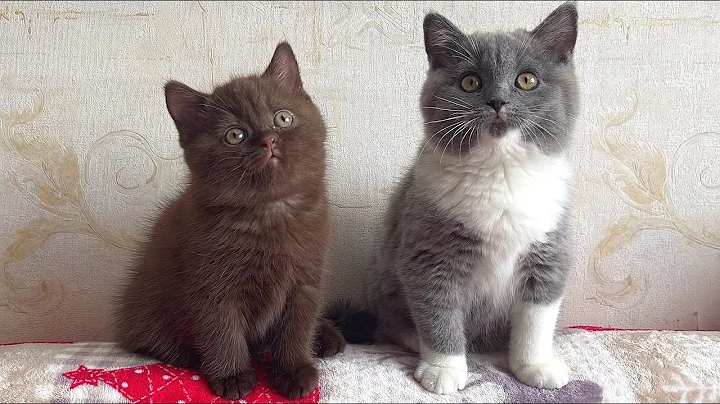 Video 707771: british shorthair bicolor kitten, british shorthair chocolate kitten, britishshorthair