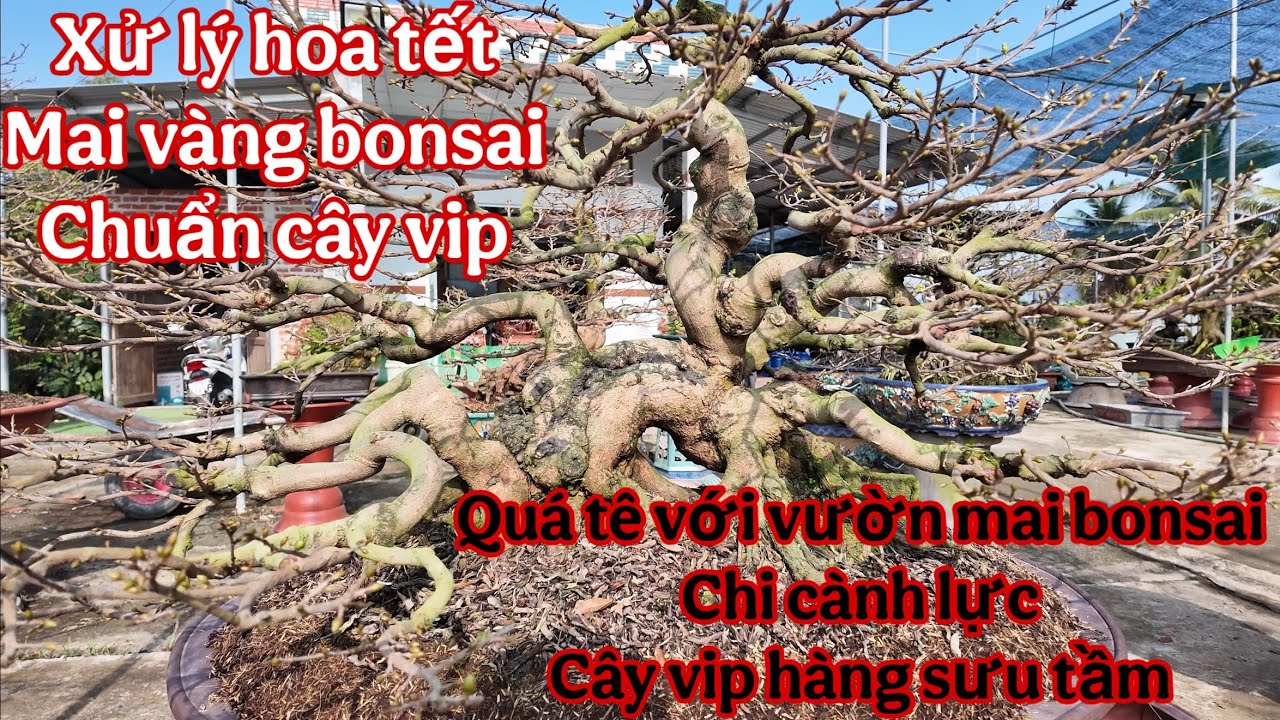 mai vàng Hàng vip chơi tết  , quá phê với  dàn mai vàng bonsai