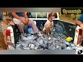 صيد طبن مقطع صيد 2 2020 صيد العراقtahtali Avi Hunting In Iraq Wood Pigeon Hunting صيد طبن مقطع صيد 2 2020 صيد العراقtahtali Avi Hunting In Iraq Wood Pigeon Hunting