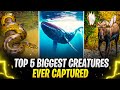 Top 5 Biggest Creatures Ever Captured