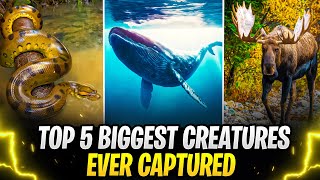 Top 5 Biggest Creatures Ever Captured