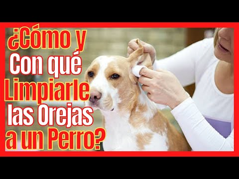 Video: ¿Qué sucede si le das a los perros espuma de poliestireno?