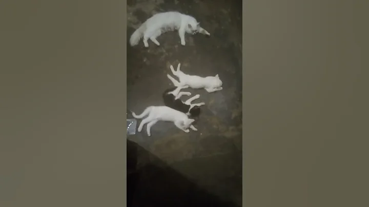 Video 3479231: persian kitten sleeping, persian kitten funny, persian mother