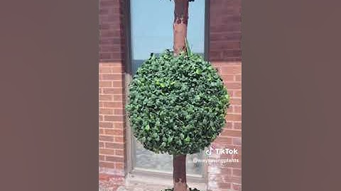 UV Resistant Boxwood Topiary trees - 5