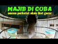 wajib di coba, semua perkutut akan ramai dan ikut gacor