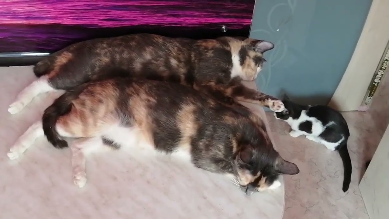 -34° 1 марта 2026 г._Сбербанк 2202203654418625 Елена К. Kaspi +7 771 194 42 69 Глеб Т.