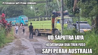 moment sepesial!!proses kedatangan dua truk fuso sapi perah australia ke UD saputra jaya