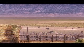 Problems with Ranching Regulation | Documentary Clip