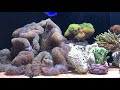 海水魚水槽とエルクンバンチェロのコラボレーション