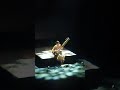 Anoushka Shankar Live concert in Belgium 2024 Sitar #viral #indianclassicalmusic #anoushkashankar