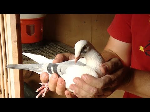 Фото Спортивных Голубей Фото Спортивных Голубей