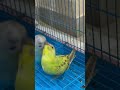 #talkingparot #parrot
