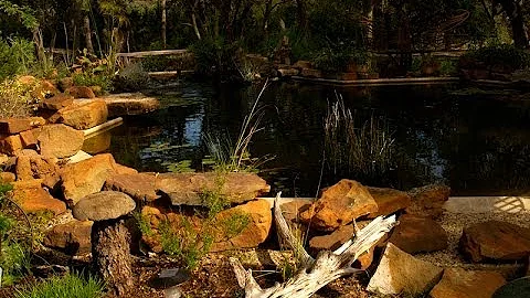 Turning a Swimming Pool into Natural Pond | Irene ...