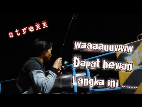 Wah ini hewan  dah langka  perlu  di lestarikan  YouTube